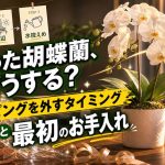 もらった胡蝶蘭、どうする？ ラッピングを外すタイミングと最初のお手入れ